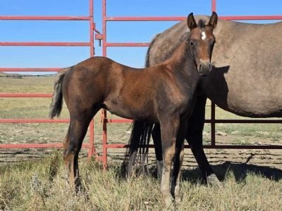 Smaug Topsail JW <BR>AQHA 6457316